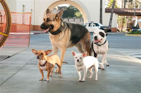 beverly hills chihuahua cast 2|beverly hills chihuahua german shepherd.